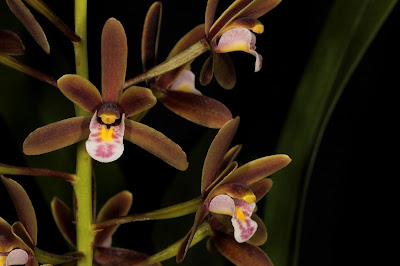 Cymbidium suavissimum - The Softest Cymbidium care and culture