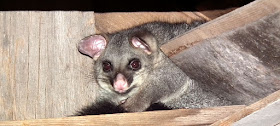 Brush-tailed Possum in Brayshaw's Shepherd Hut, Namadgi NP, ACT. Photographed by Susan Walter. Tour the Loire Valley with a classic car and a private guide.