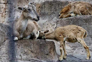 Markhor