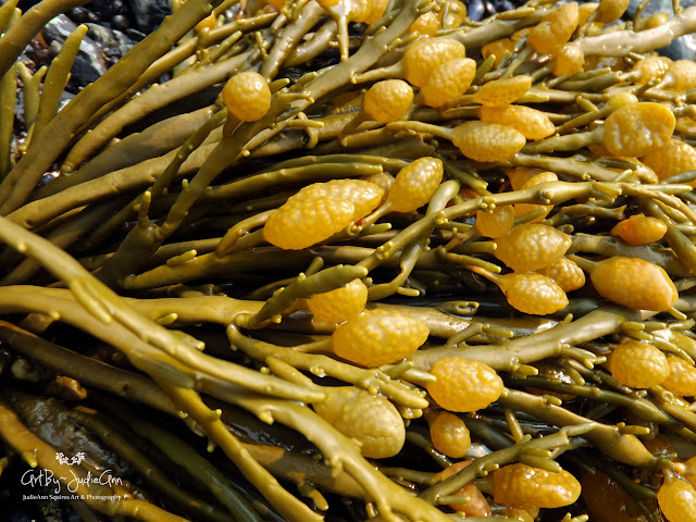Seaweed photos