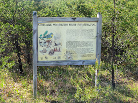 Kirtland's Warbler Sign - Grayling, Michigan, USA