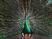 Phone Backgrounds. These three images of peacocks in full display mode are .