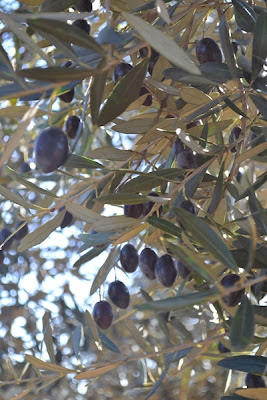 Cultivar Cima di Mola