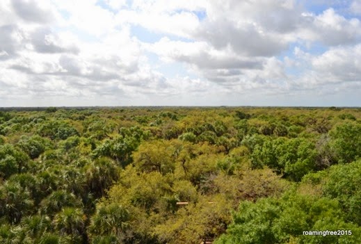 Above the canopy