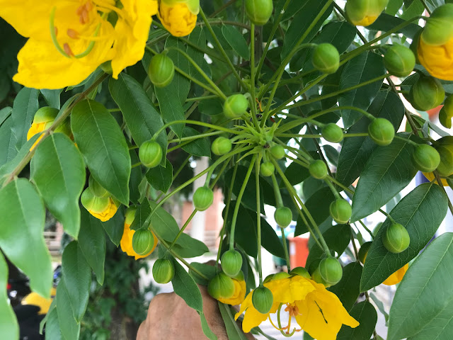 árvore com flores amarelas que floreswce em dezembr