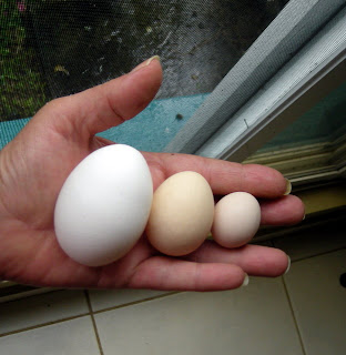 jumbo egg, bantam eggs