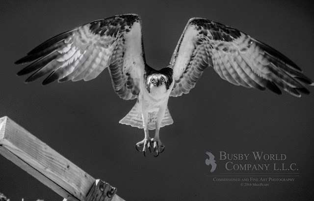 Osprey by Mike Busby Photography