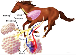 Sistem Pernapasan pada Mamalia