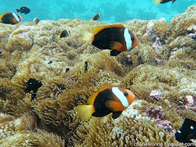 red and black anemonefish