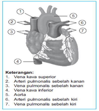 Letak pembuluh darah di jantung