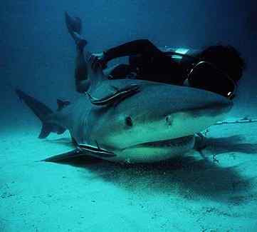 Bull Shark picture 3