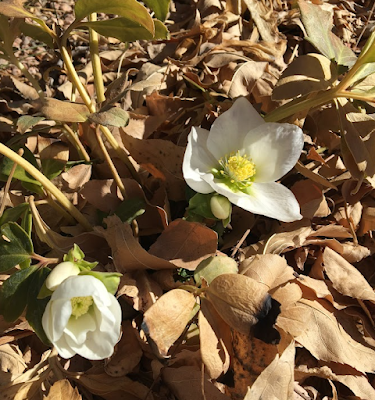 White hellebore flowers
