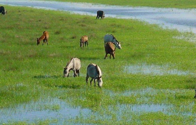 Cavalo baixadeiro do Maranhão desperta a atenção de pesquisadores  