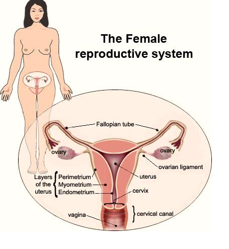 The Reproductive System