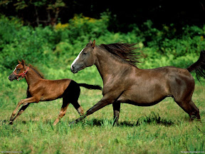 Horses | nature desktop wallpapers Images Photos