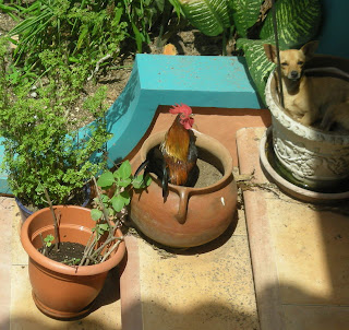 rooster and chihuahua in pots