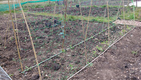 Allotment and greenhouse progress in spring