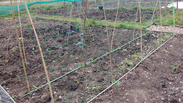 Allotment and greenhouse progress in spring