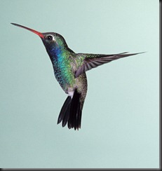 hummingbird