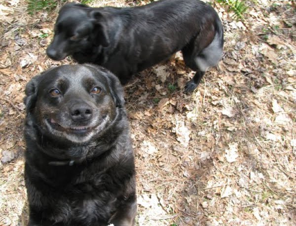 26 pictures of awkward dog smiles