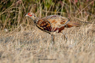 Wildlifefotografie Fasan Lippeaue Olaf Kerber