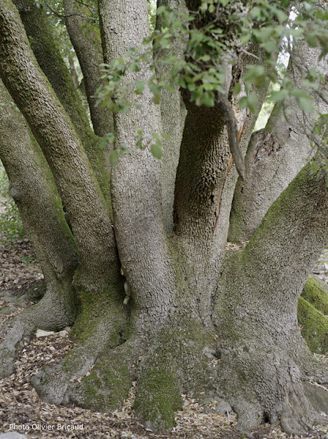 arbres remarquables vaucluse Olivier Bricaud chêne vert