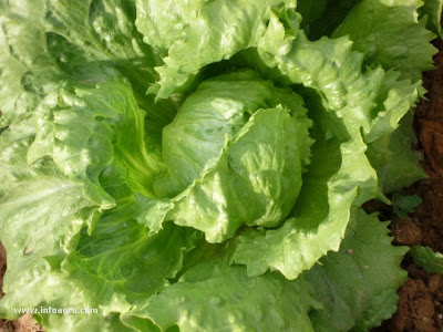 Cuidados de la nutricion