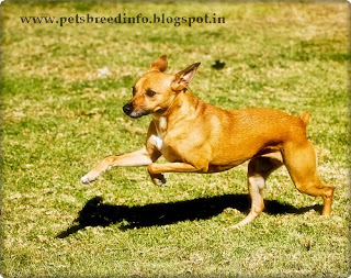 Andalusian Podenco Dog HD Wallpapers Free Download