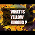 Yellow Fungus: How can yellow fungus be more dangerous than black or white fungus?