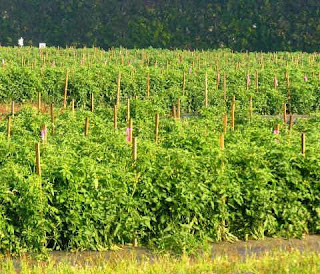 The secret farmer for growing tomatoes in winter