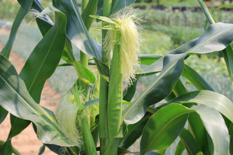 Maize Nutrient Management