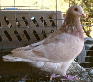 Texan Pioneer Pigeon