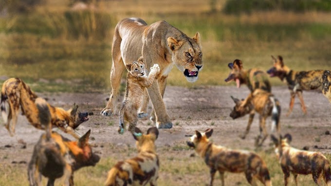 Leão Ataca Cão Selvagem E leva A Pior!