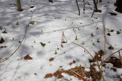 photo of day lily leaves emerging through snow