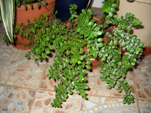 DSCN4582