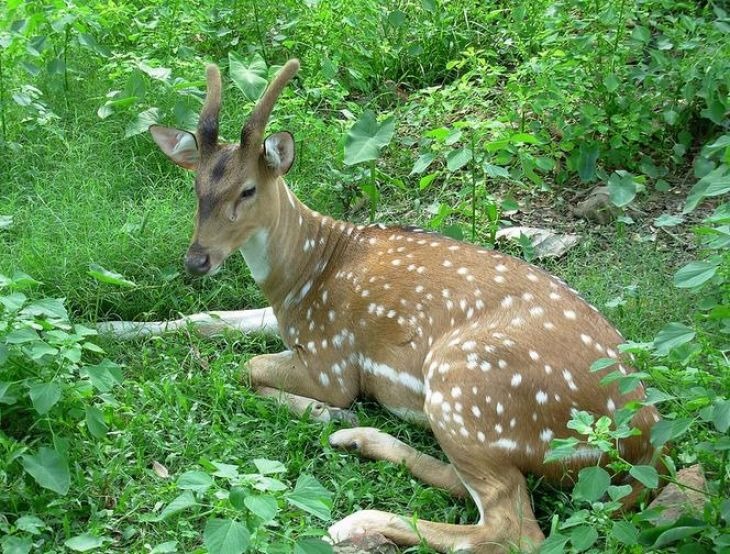 daranghati sanctuary shimla