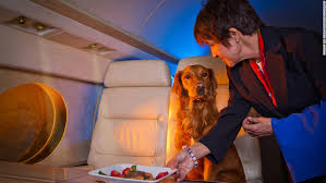 traveling with pets, pet airlines, pet friendly airlines, pets, flight with pets