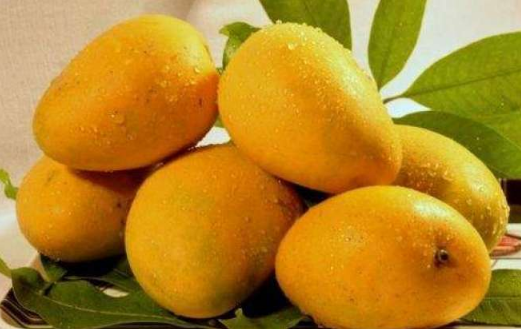 Protect Mango from Infection!