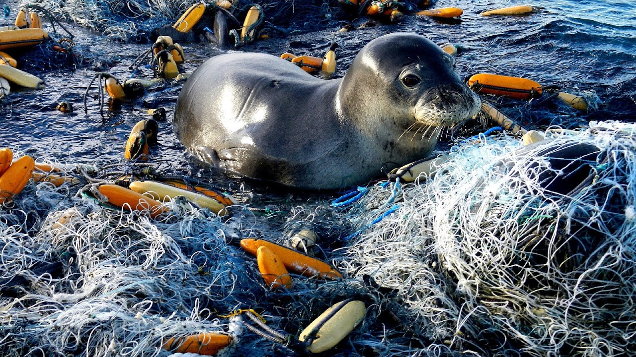 Why Are Hawaiian Monk Seals Endangered