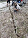A Men catch 144-pound python lurking in Florida brush