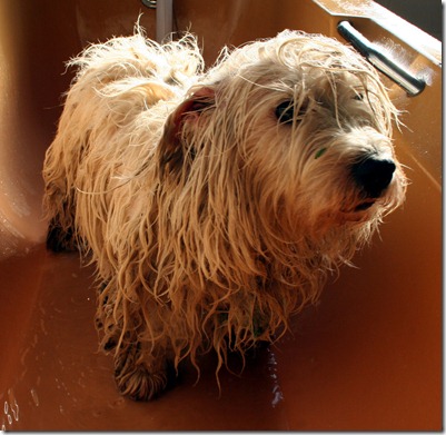 Bonnie has a shampoo and set