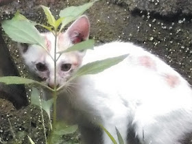 Foto-Foto Anak Kucing Lucu di Luar Jendela Kamar Kost Gue