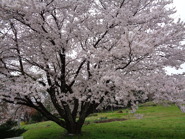 藍野公民館の隣の桜公園のソメイヨシノ桜