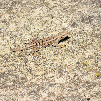 Lizard