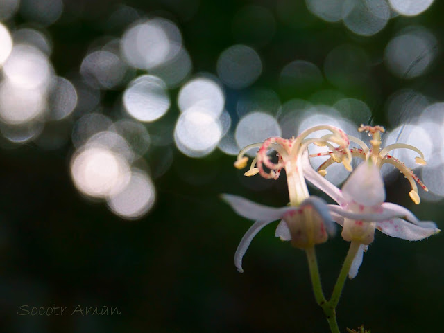 Tricyrtis macropoda