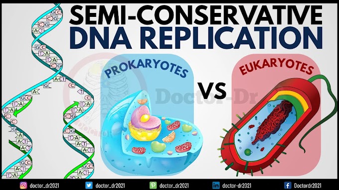 Semiconservative DNA Replication in Prokaryotes and Eukaryotes: Models, Enzymes, and Proofreading