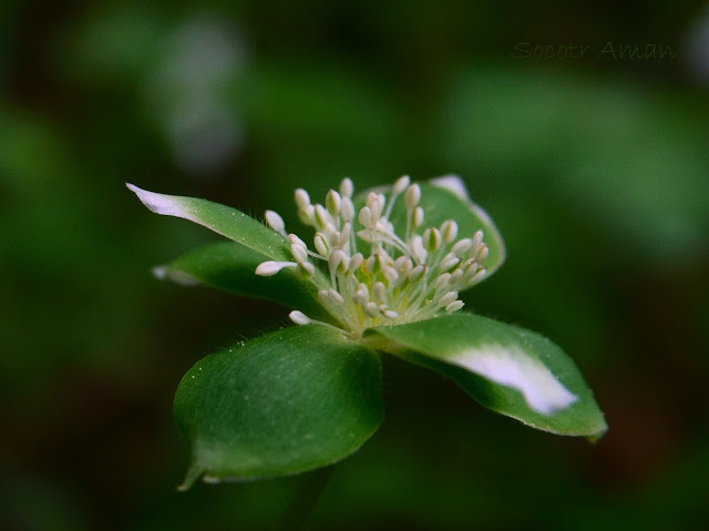 Anemone flaccida