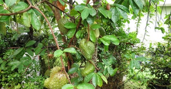 Herba & Kesihatan: DURIAN BELANDA