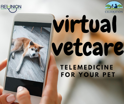 virtual vetcare