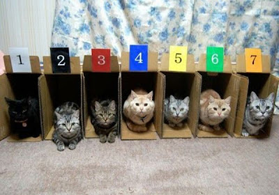 Way to Store and Organize Your Cats Seen On www.coolpicturegallery.net